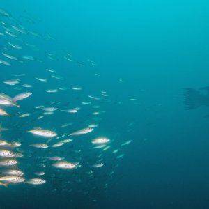 Broomtail Grouper