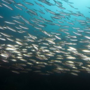 Mackerel