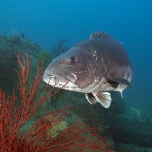 Hermosa Reef 8 zpsh5gbccgs