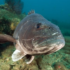 Hermosa Reef 35 zps9ukbowhw