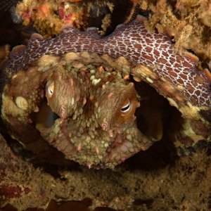Two spot octopus