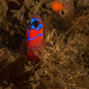 Blue banded goby