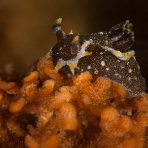 Polycera hedgpethi