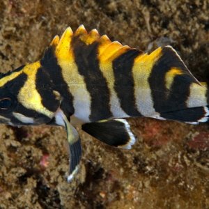 Juvenile Treefish
