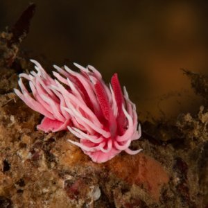 Hopkin\'s Rose, Okenia rosacea
