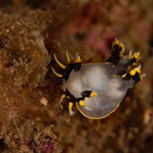 Polycera tricolor