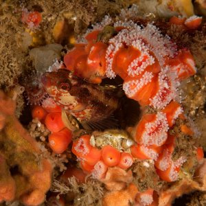 Island kelpfish