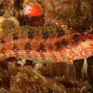 Island kelpfish