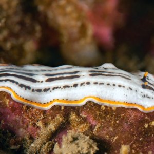 Unidentified flatworm