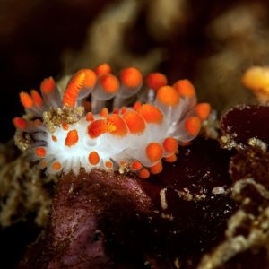 Limacia cockerelli