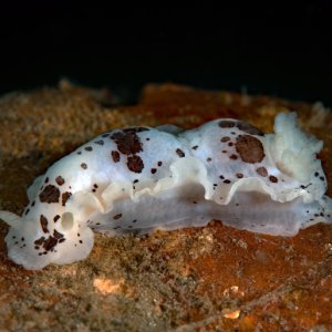 Dendrodoris nigromaculata