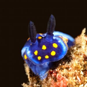 Felimare californiensis