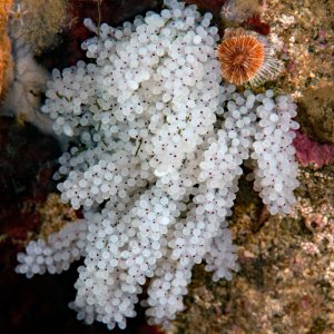 Red Octopus eggs