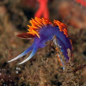 Spanish Shawl, Flabellina iodinea