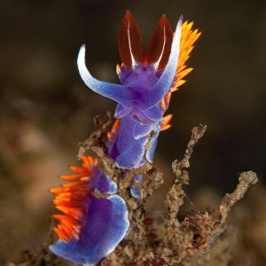 Spanish Shawl, Flabellina iodinea