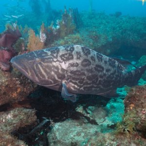 California Broomtail grouper