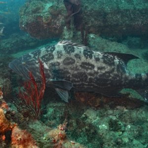 California Broomtail grouper