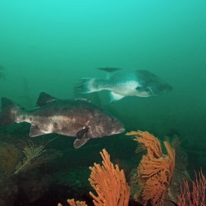 California Broomtail grouper and Giant Sea Bass