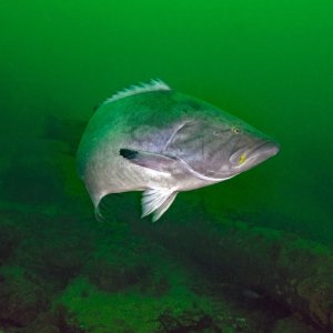California Broomtail grouper