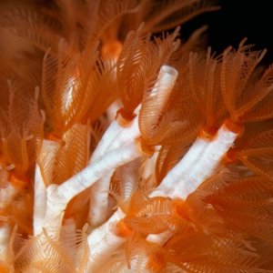 Salmacina tribranchiata
