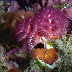 Spirobranchus spinosus