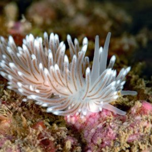 Cuthona divae