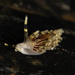 Abronica abronia