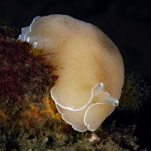 Berthella californica