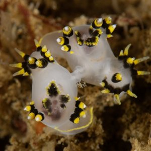 Mating Polycera tricolor