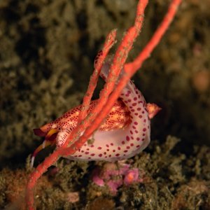 Simnia snail, Delonovolva aequalis