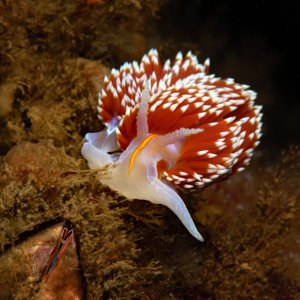 Hermissenda opalescens