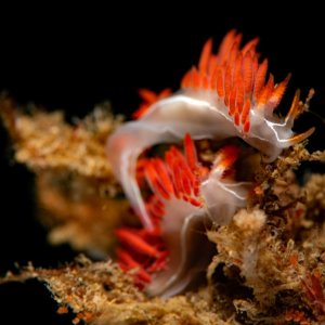 Pair of Flabellina trilineata