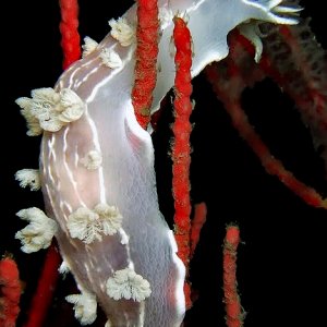 Tritonia festiva