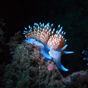 Hermissenda opalescens