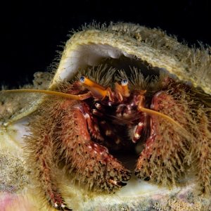 Furry hermit crab, Paguristes ulreyi