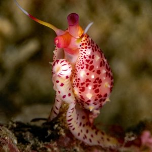 Delonovolva aequalis, Simnia snail
