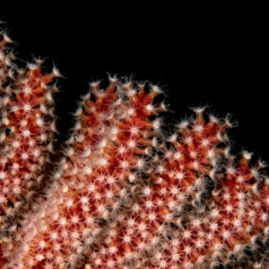 Lophogorgia chilensis, Red Gorgonian