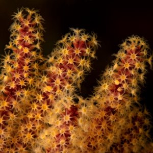 Muricea californica, Golden gorgonian