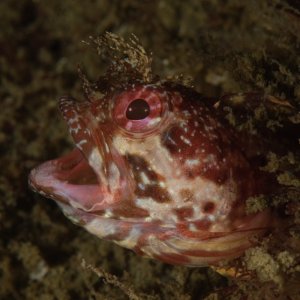 Neoclinus stephensae Yellowfin fringehead