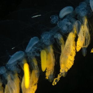 Praya dubia, Giant siphonophore