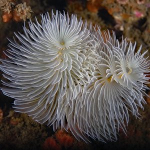 Bispira turneri