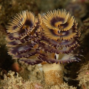Bispira worm