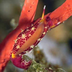 Simnia arcuata