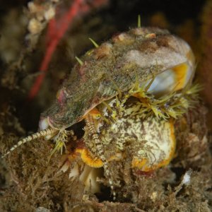 Haliotis kamtschatkana assimilis, Threaded Abalone