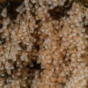 Octopus rubescens eggs