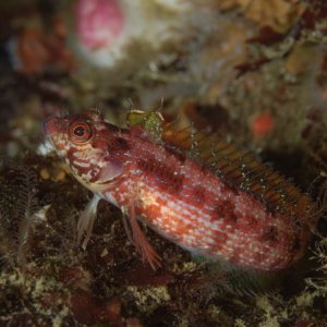 Island kelpfish, Alloclinus holderi