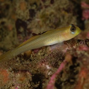 Rhinogobiops nicholsii, Blackeye goby