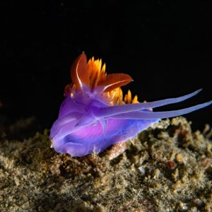 Flabellinopsis iodinea, Spanish Shawl