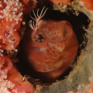 Rockpool blenny