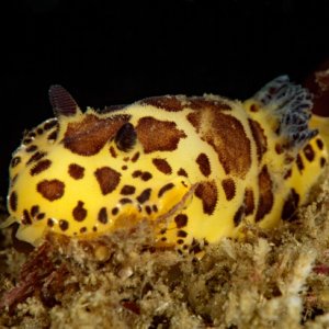 Jorunna pardis